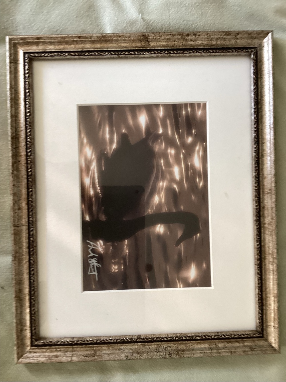 Framed Photo of a Swan Swimming on Shimmering Lake